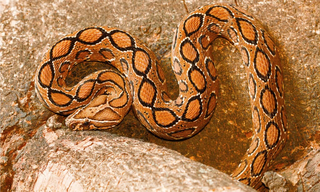 La vipera di Russel