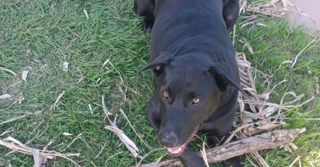 labradane nero sdraiato sull'erba