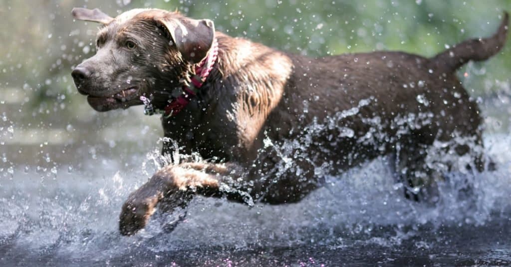 Laboratorio d'argento contro Weimaraner