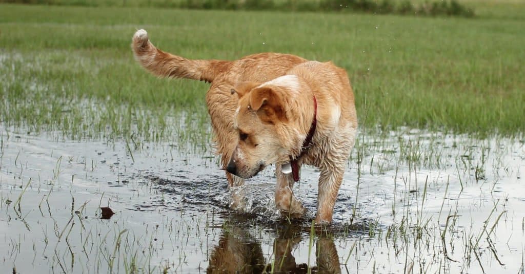 Labraheeler che gioca in acqua