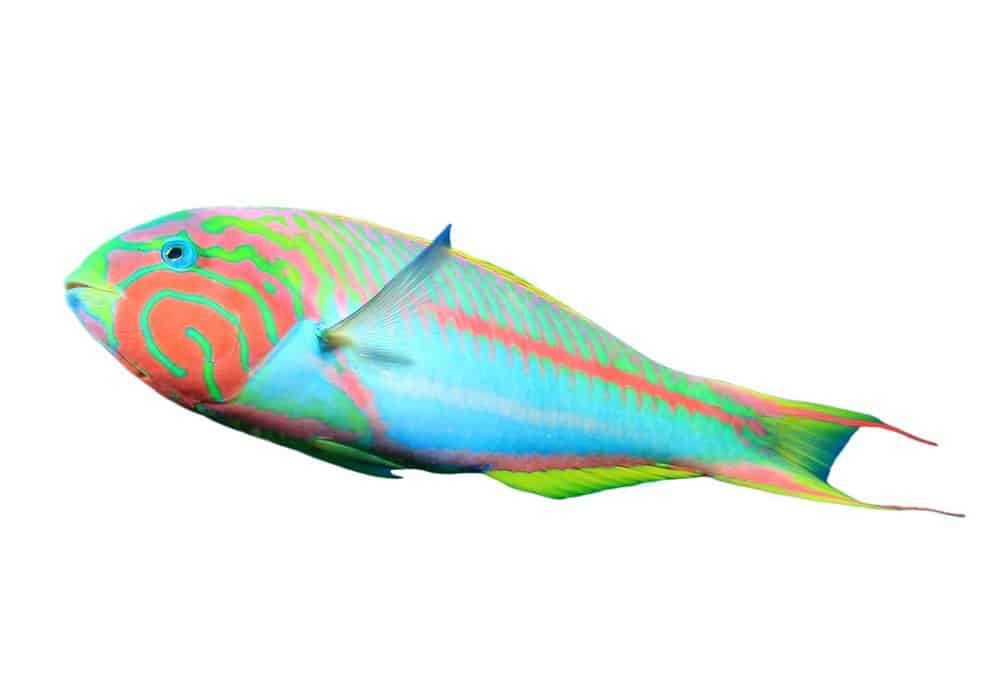Pesce tropicale della barriera corallina (labro)