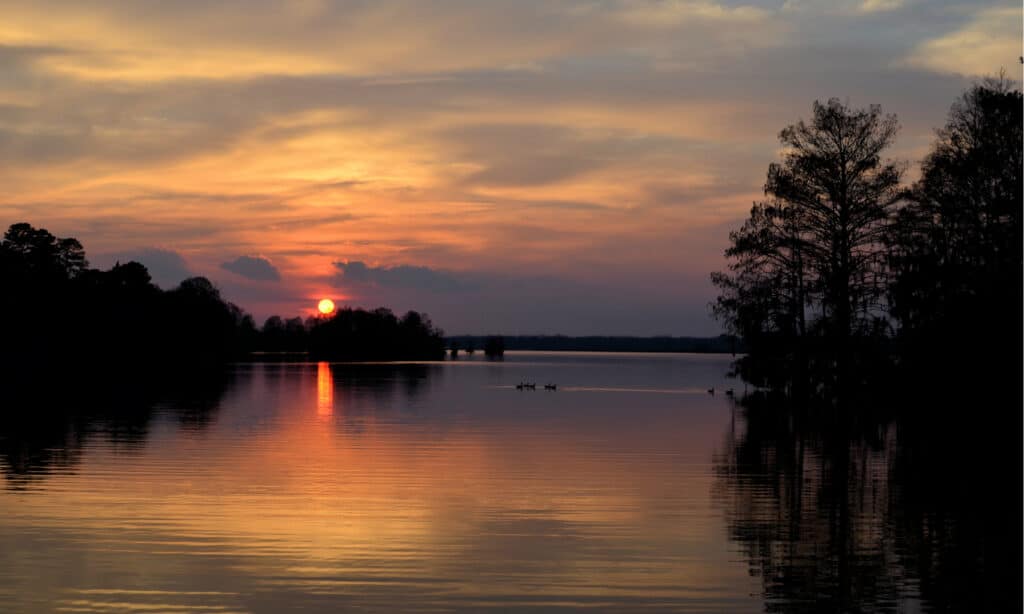 lago blackshear