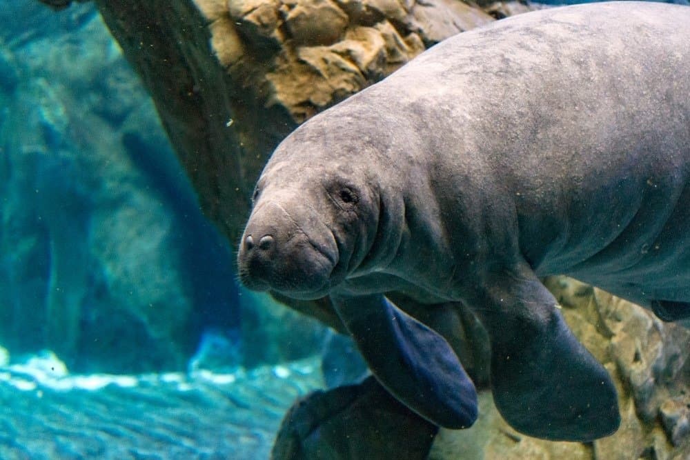 Manatee primo piano ritratto sott'acqua