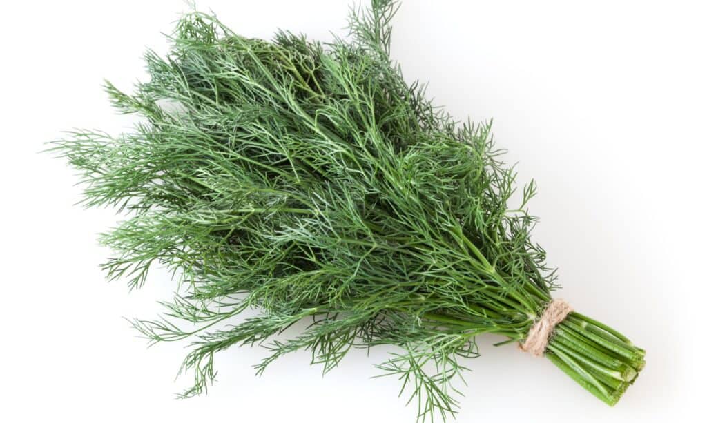 fagotto di erbe aromatiche all'aneto