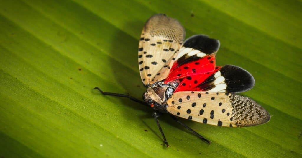 Lanterna maculata seduta con le ali aperte su una foglia.