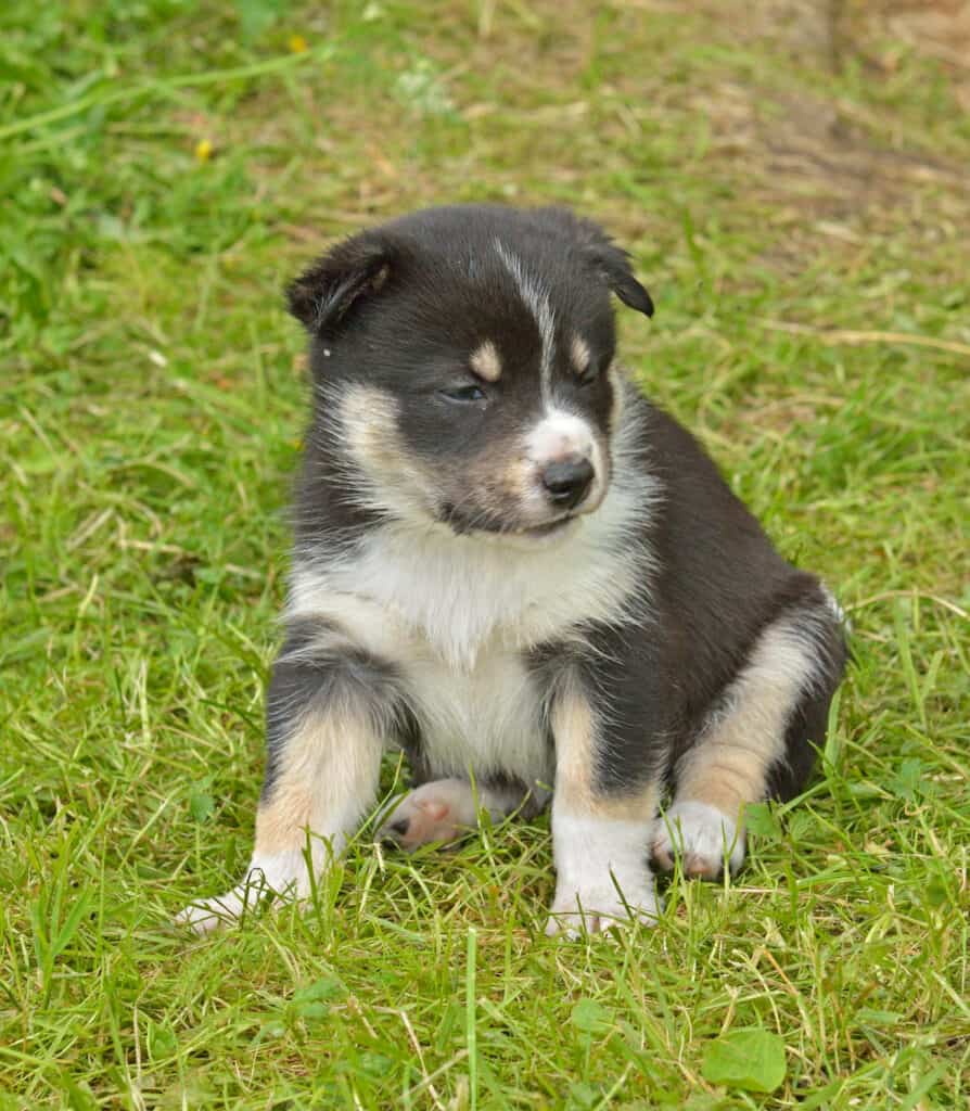 Cucciolo di Lapphund svedese