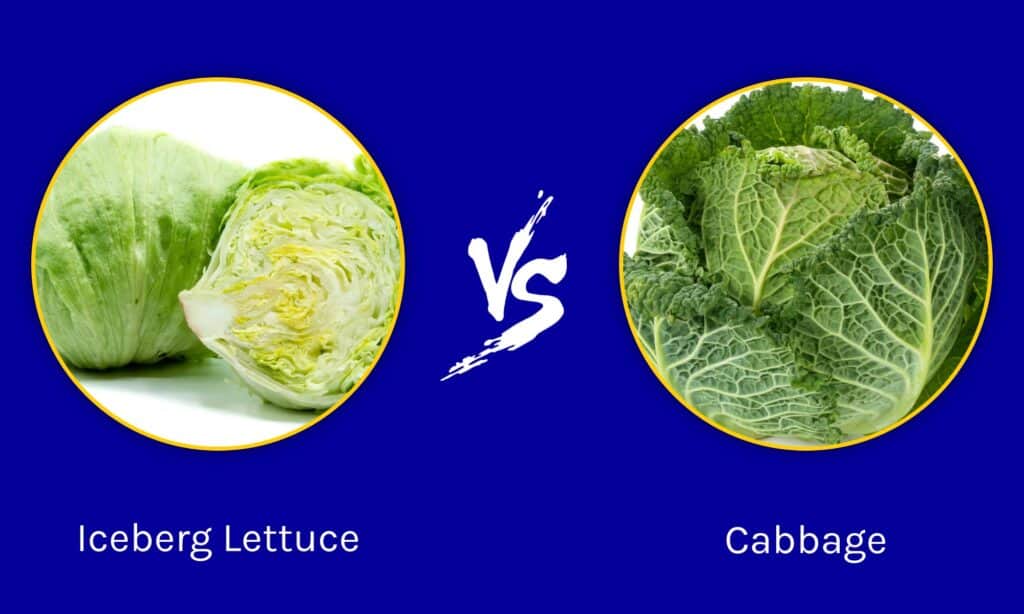 Lattuga iceberg contro cavolo