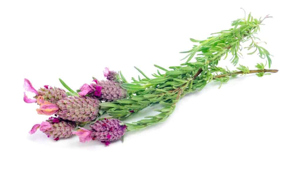 Lavanda francese contro lavanda inglese