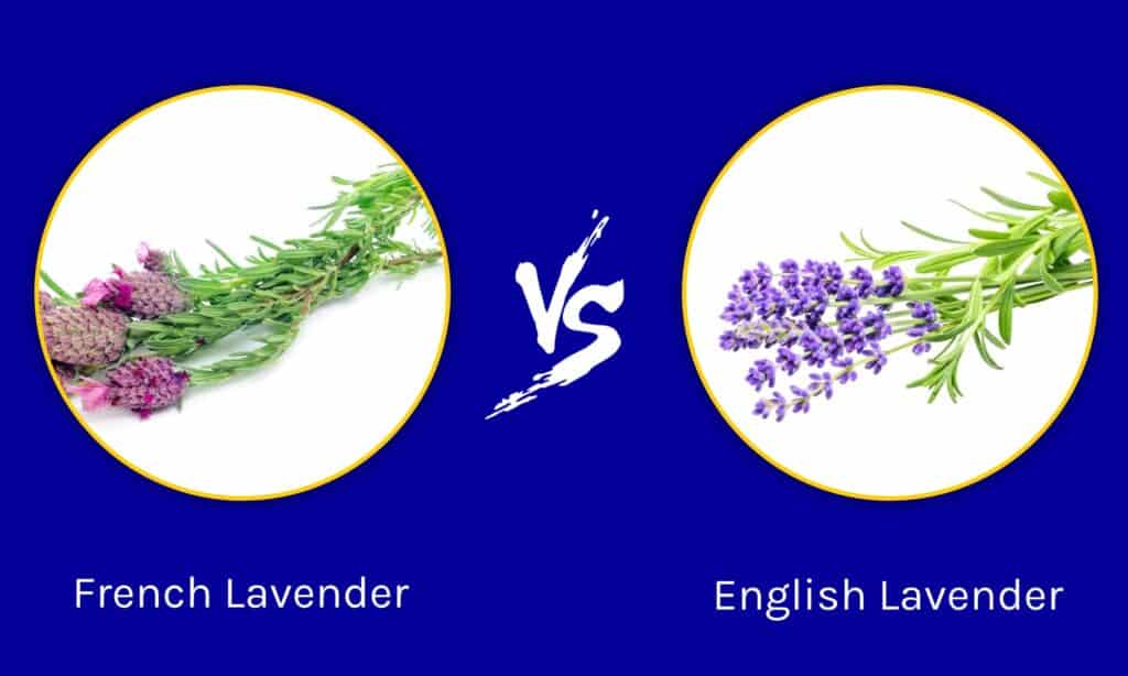 Lavanda francese contro lavanda inglese
