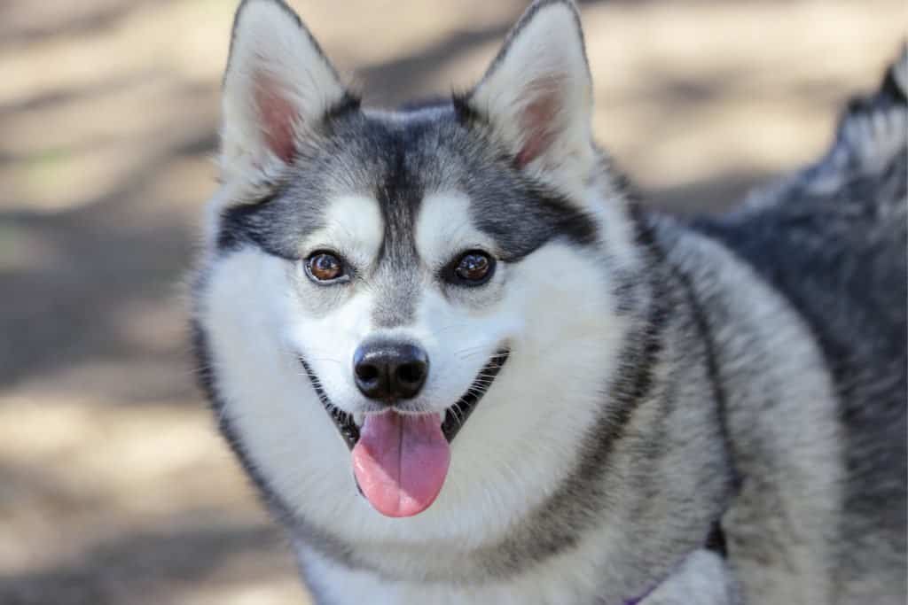 Un Alaskan Klee Kai con la lingua fuori.