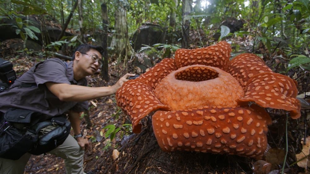 rafflesia cadavere giglio fiore più grande