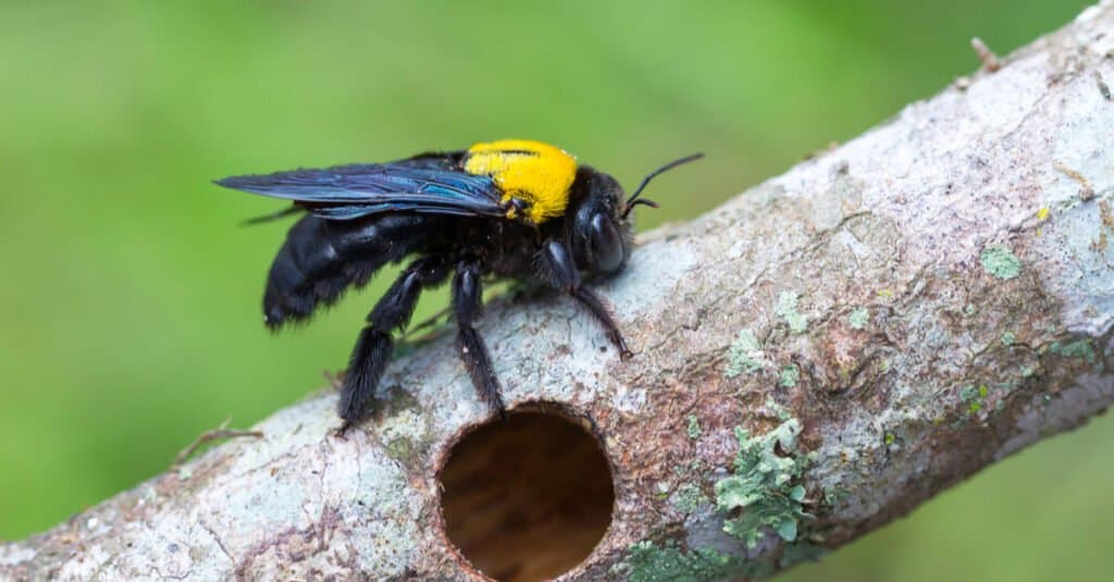 Carpenter Bee - Buco nel legno
