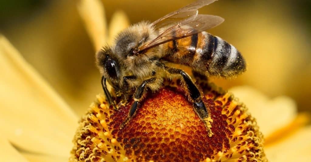 Ape del miele sul fiore, primo piano