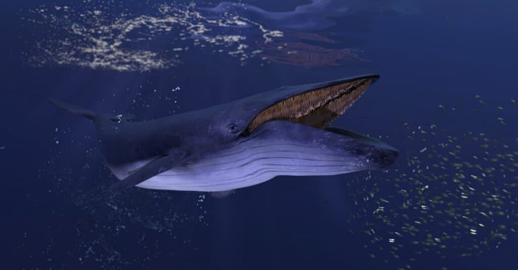 Cosa mangiano le balene blu
