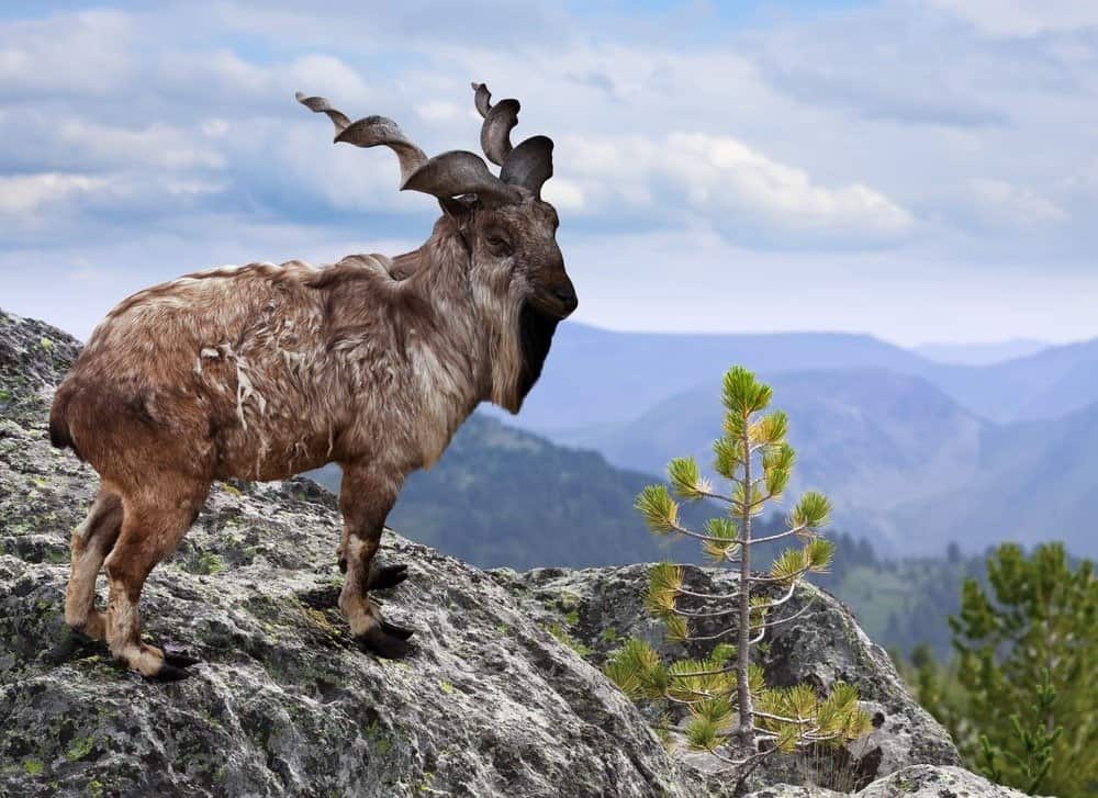 Markhor su roccia nella zona selvaggia