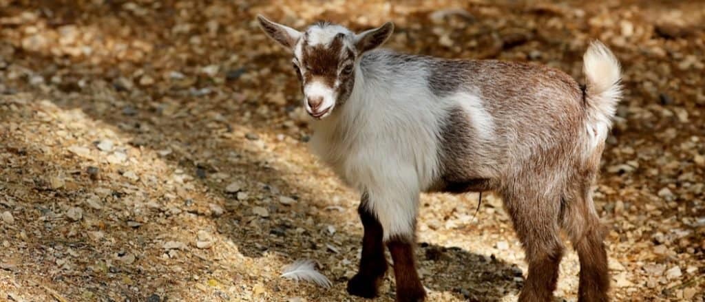 La capra pigmea americana è una razza americana di capra acondroplastica.
