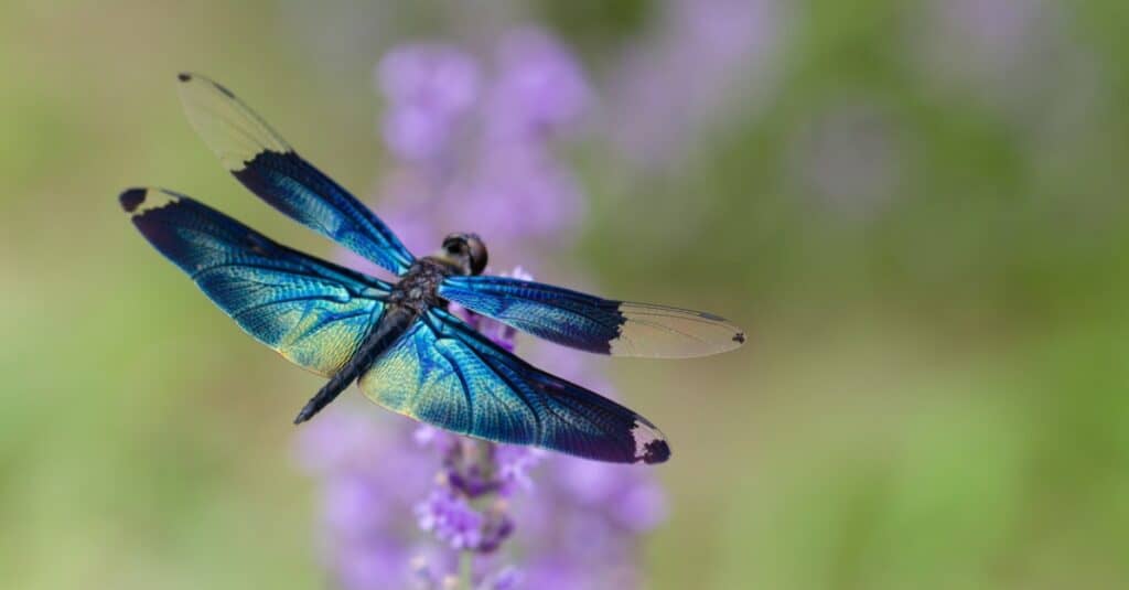 Libellula