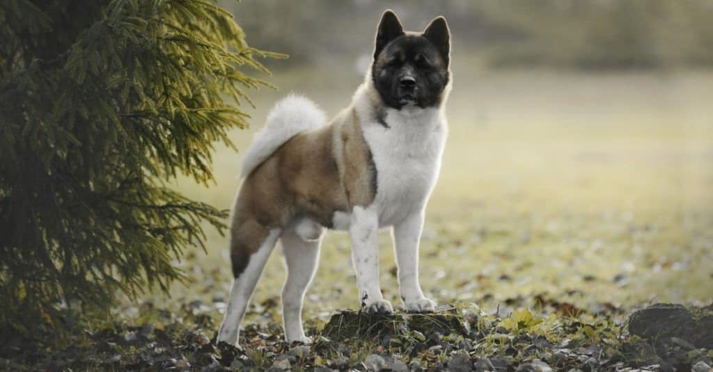 Le migliori razze di cani da proteggere dai leoni di montagna