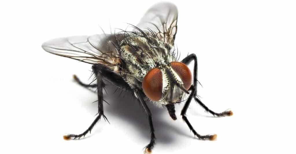 mosca domestica isolata
