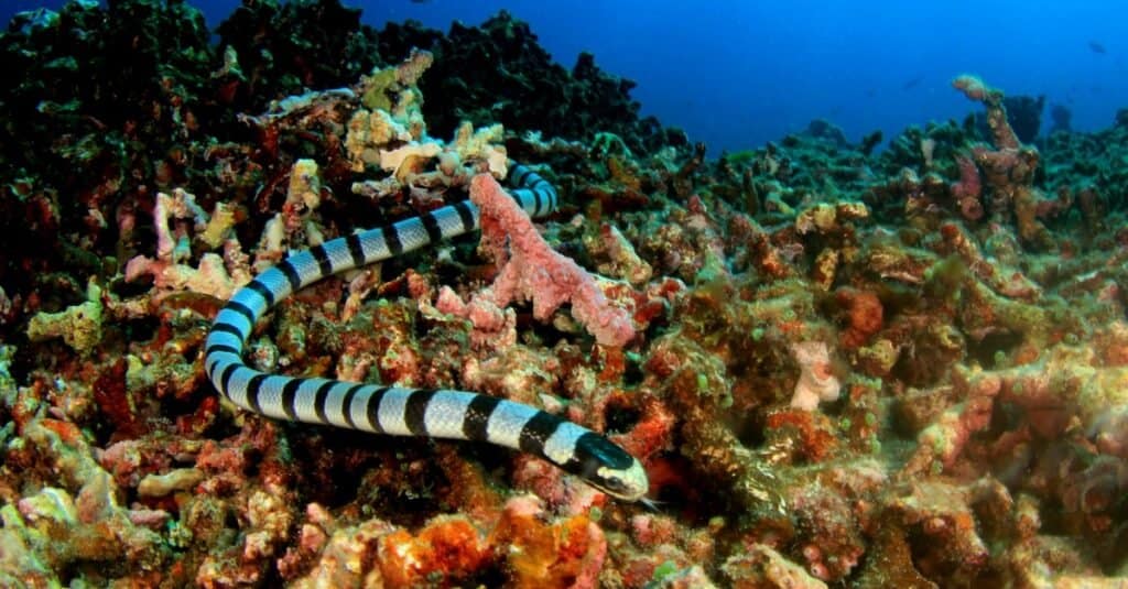 Dove vivono i serpenti