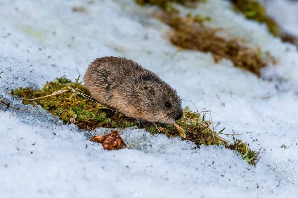 Lemming marrone nordamericano Isola di St. George, Alaska, USA
