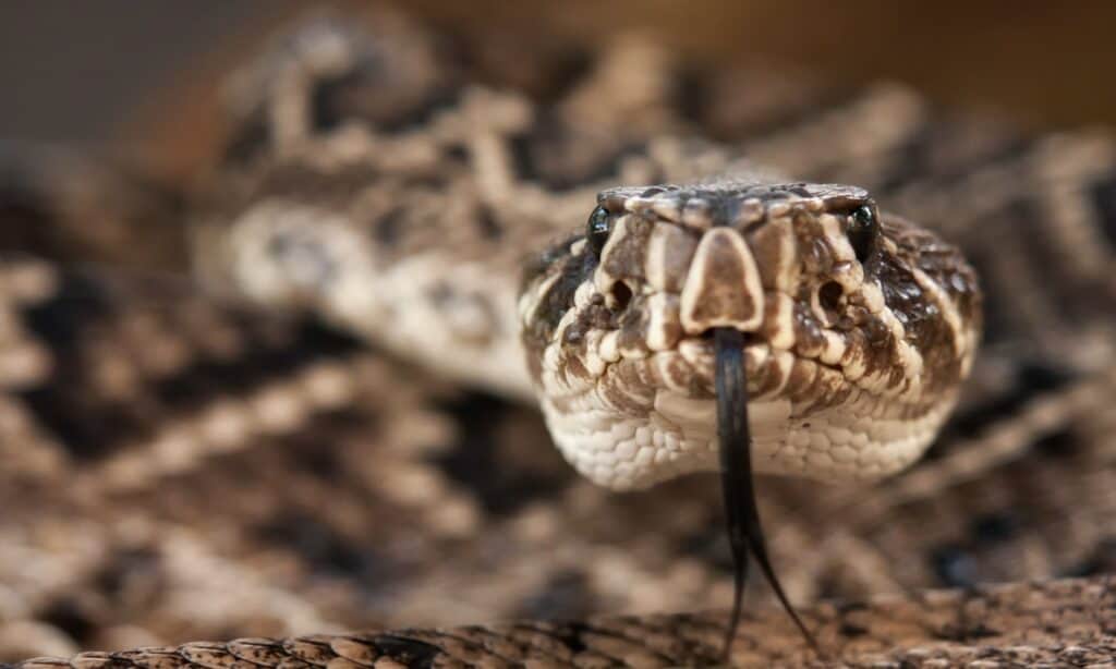 Serpente a sonagli Diamondback orientale vicino