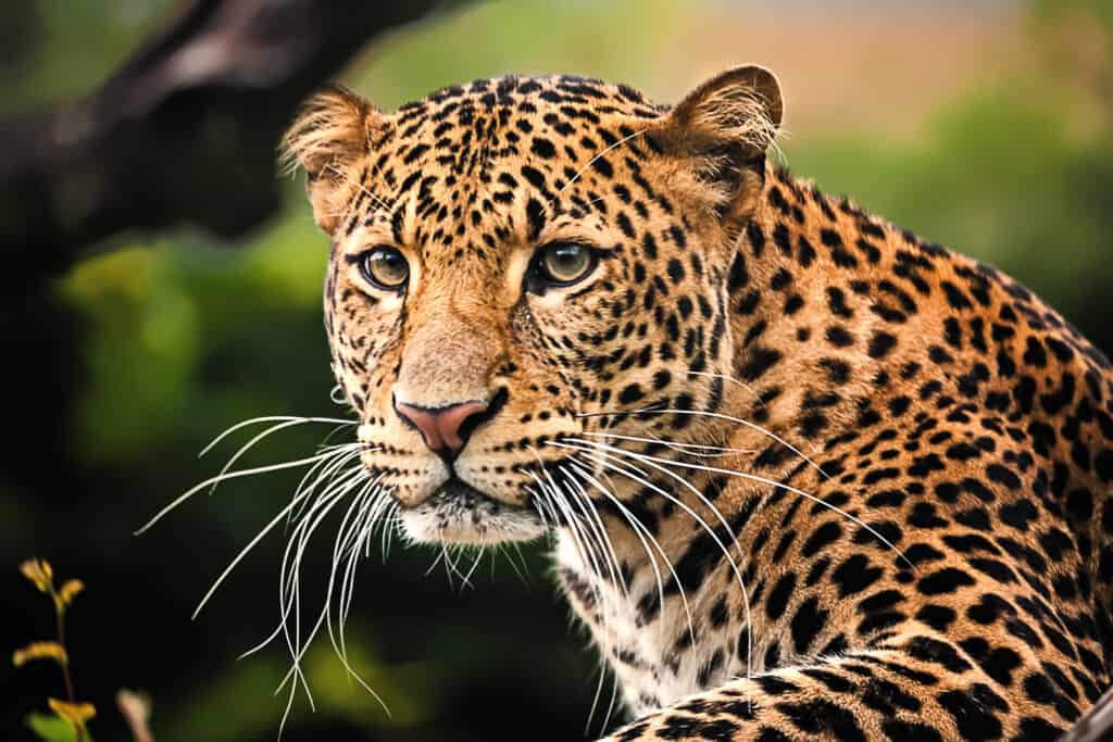Leopardo di Giava