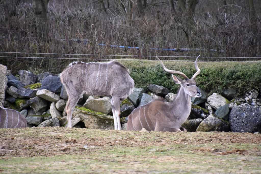 Una tartaruga (Tragelaphus Strepsiceros) allo Zoo di Colchester, Regno Unito.