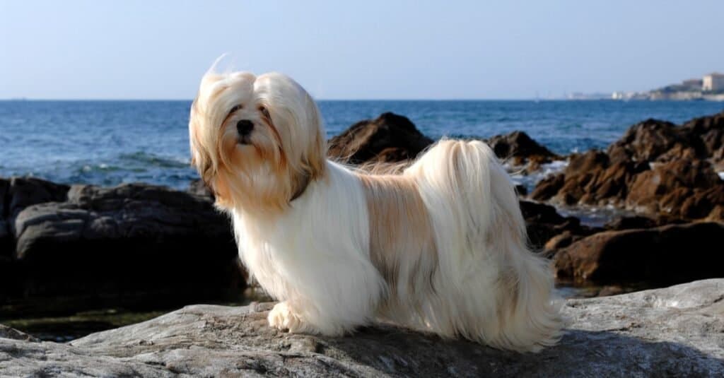 Cane di Lhasa Apso che gioca al mare