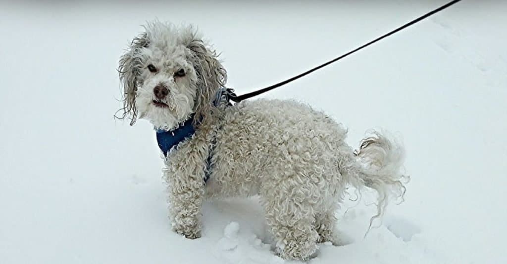Lhasapoo che cammina nella neve