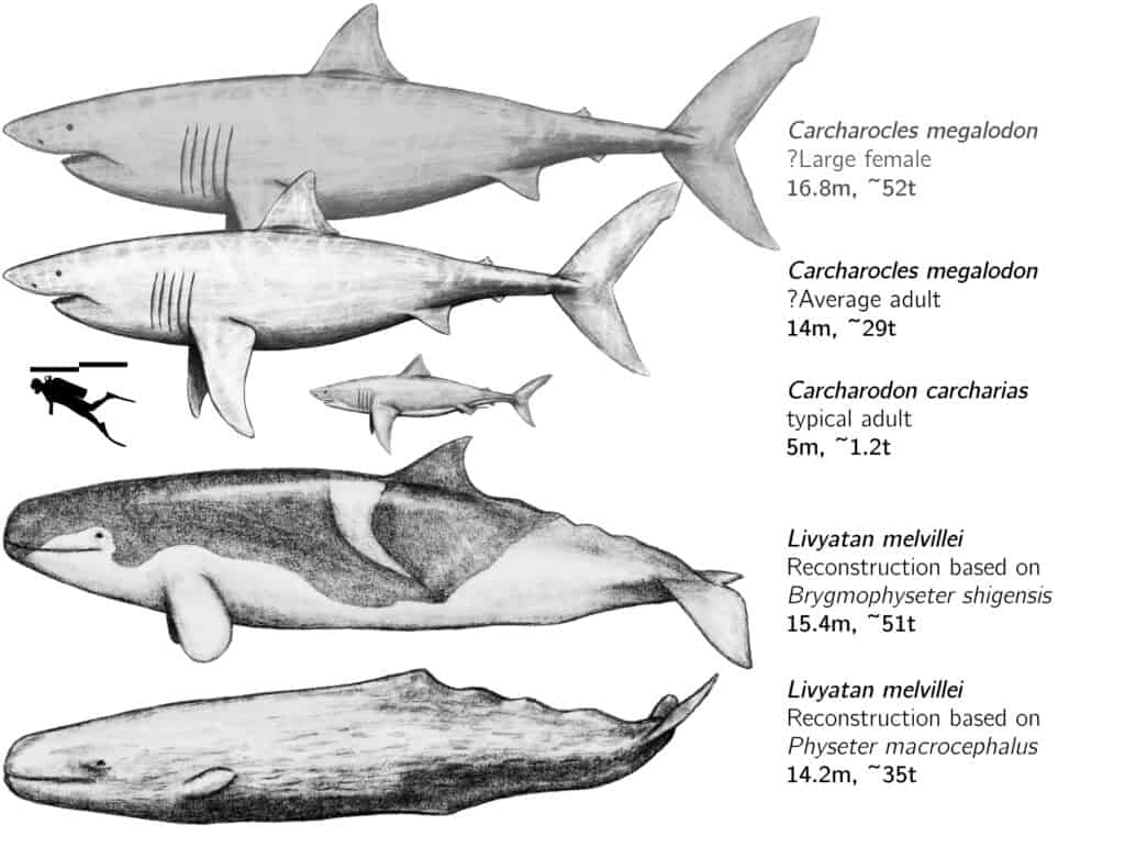 Confronto dimensionale tra due possibili restauri del fiseteroide del fusto L. melvillei e del Lamniforme C. megalodon.