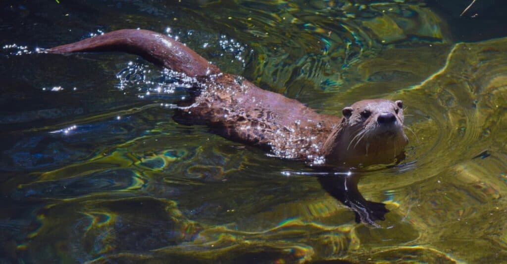 lontra di fiume che nuota nell'acqua