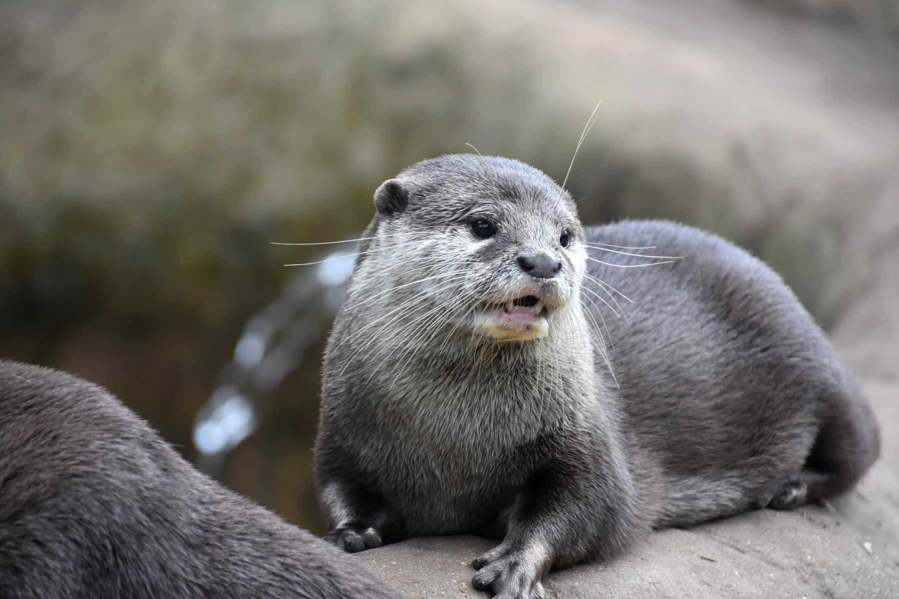 Lontra seduta su una roccia