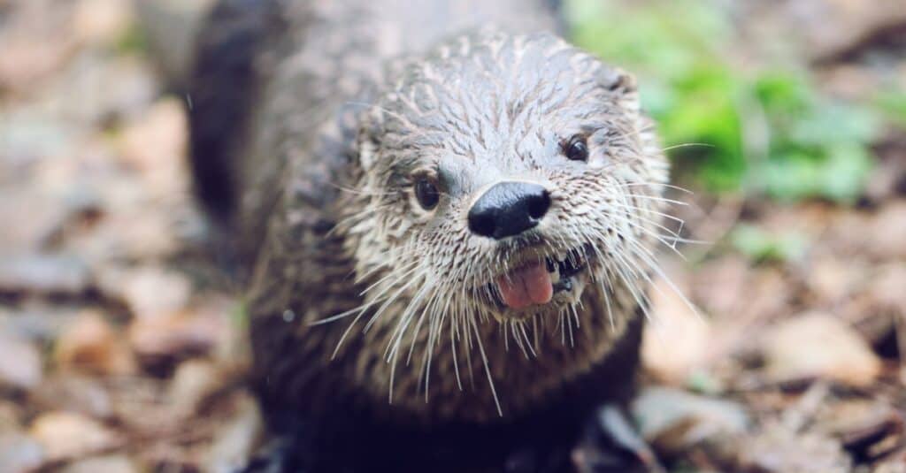 lontra di fiume che sporge la lingua