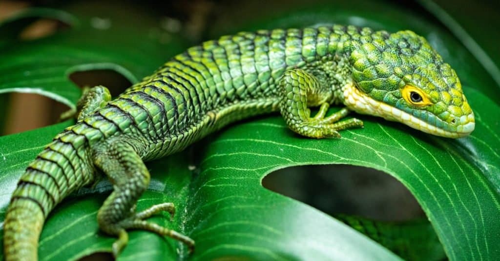 Abronia gramina, lucertola messicana alligatore, seduta su una foglia nella foresta.