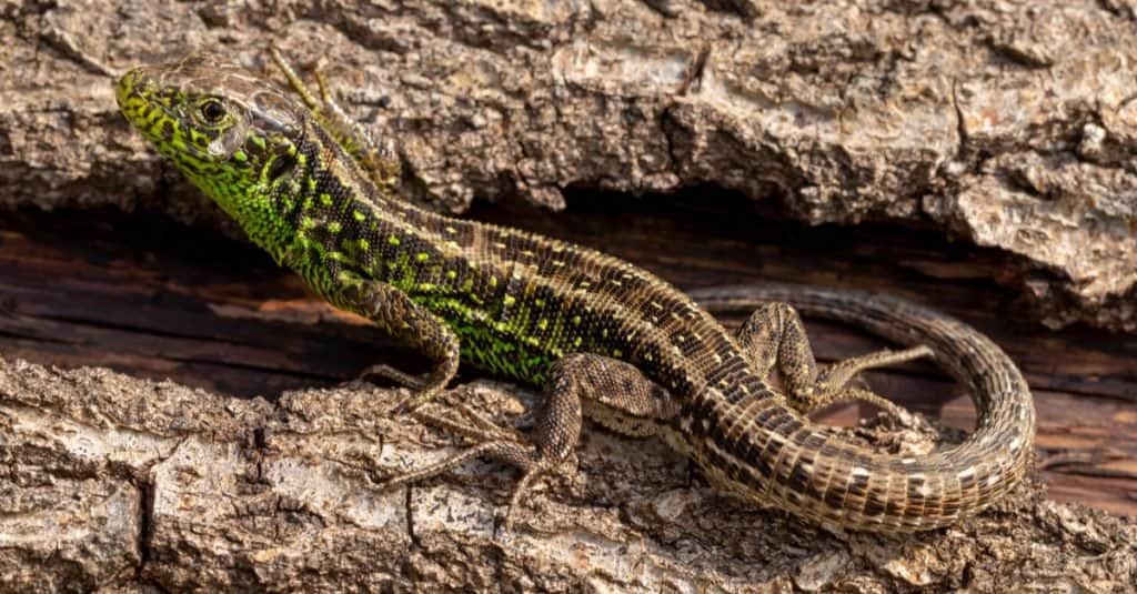 Ritratto di fauna selvatica di rara lucertola di sabbia (Lacerta agilis) che si riscalda sul tronco d'albero caduto, mostrando i suoi vivaci colori di accoppiamento verde.
