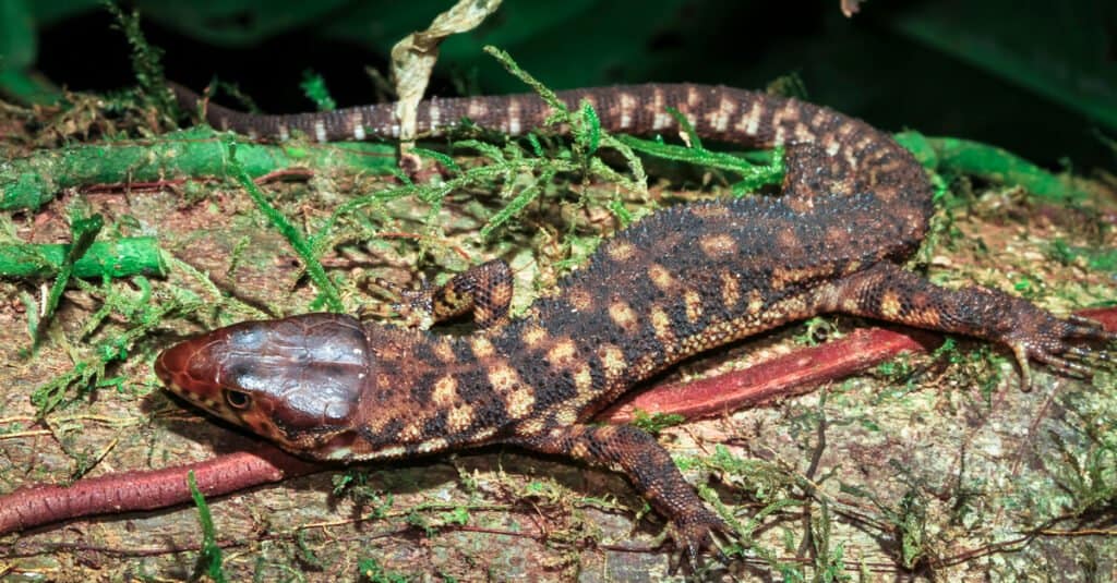 Una lucertola maculata gialla (Lepidophyma flavimaculatum) su un albero di notte, Belize.