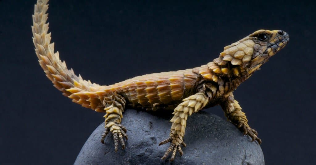 Le lucertole sembrano draghi - Lucertola Armadillo
