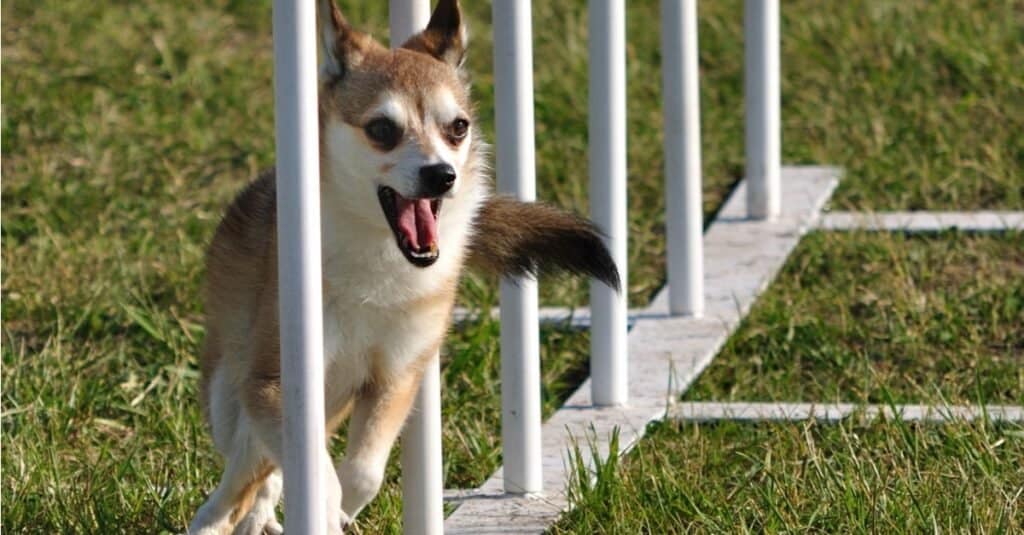 Il norvegese Lundehund che tesse tra i pali durante una prova di agility dog.