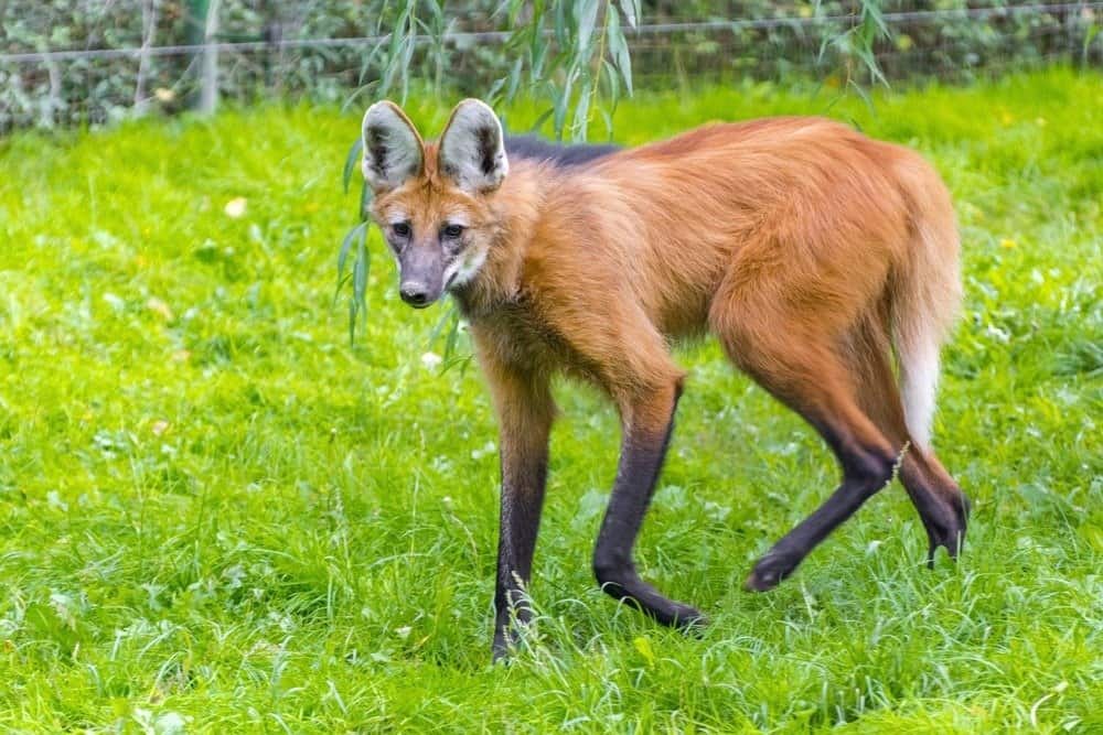 Lupo dalla criniera (Chrysocyon brachyurus) che cammina nell'erba