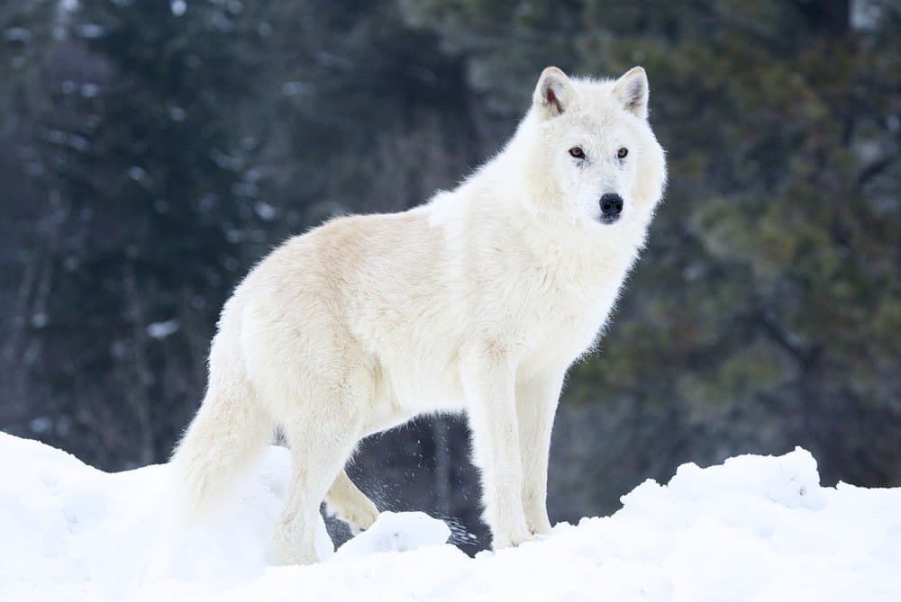 Lupo grigio o artico nella neve profonda