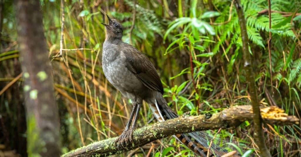 Il canto di un uccello lira.  L'uccello lira è un uccello australiano che vive a terra.