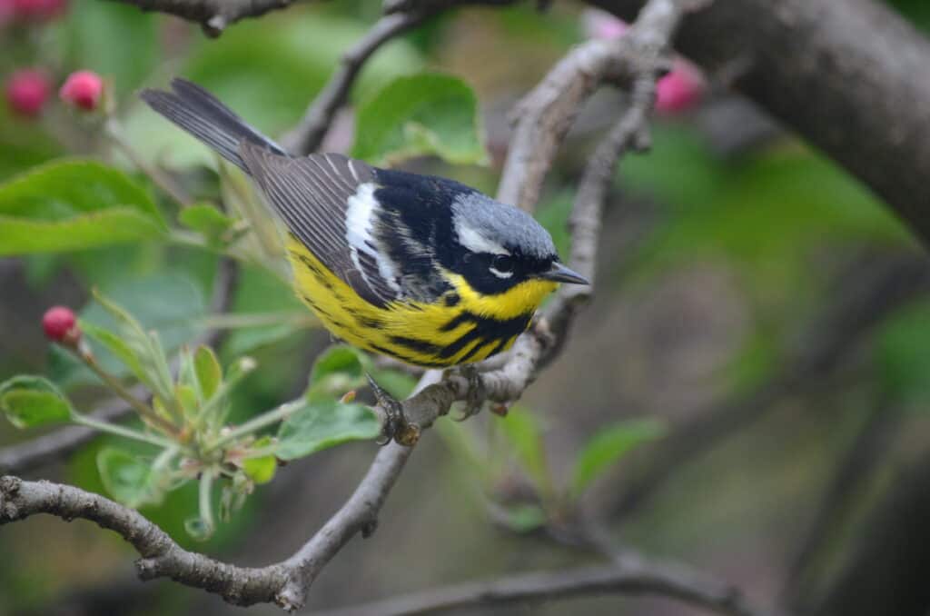 Vista dall'alto di un maschio di magnolia warbler seduto su un albero frondoso