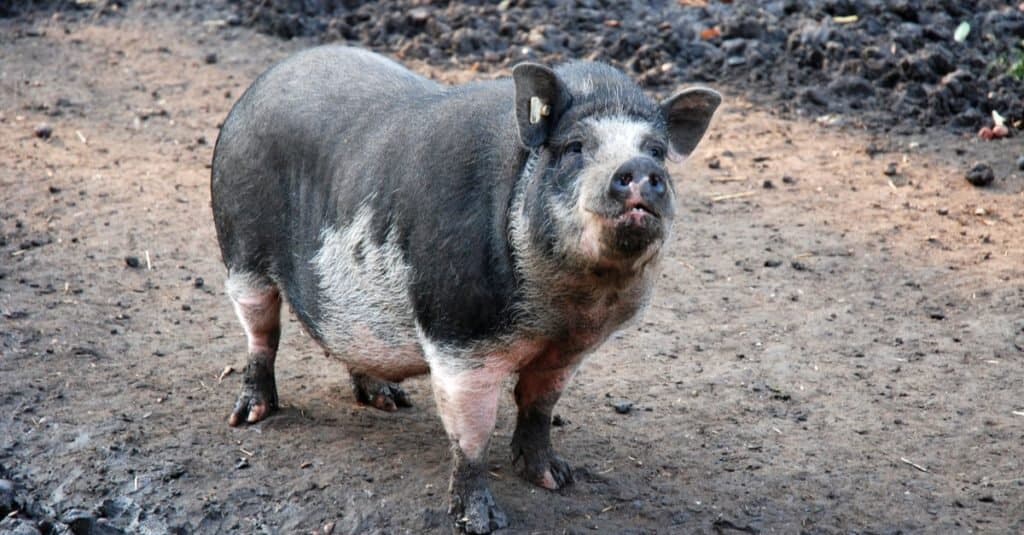 maiale panciuto asiatico che sembra divertente