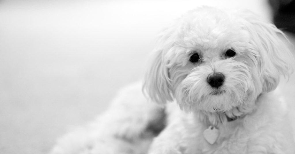 Maltipoo sdraiato