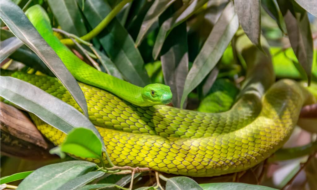 Mamba verde occidentale in un albero