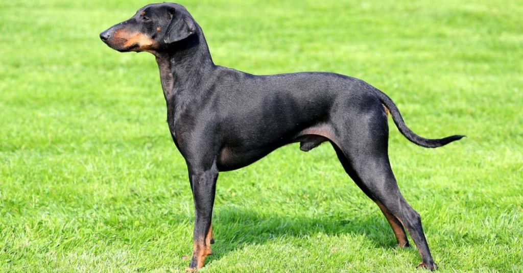 Il bel Manchester Terrier in un giardino