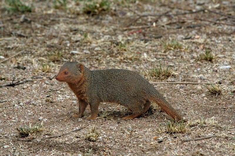 mangusta - Herpestidae - tipo di mangusta nella terra
