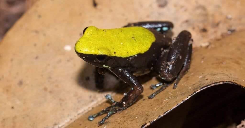 Bella piccola rana endemica nera e gialla, Mantella rampicante (Mantella laevigata).