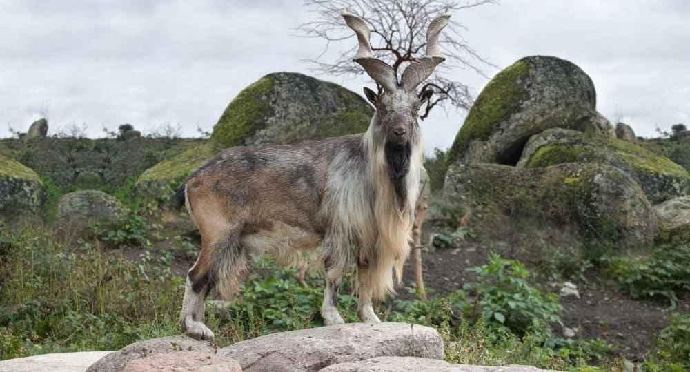 Il maschio di Markhor turkmeno sta sulle rocce